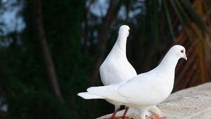 Preview wallpaper pigeons, birds, couple, white