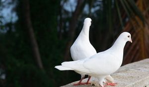 Preview wallpaper pigeons, birds, couple, white