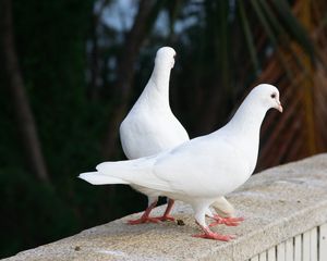 Preview wallpaper pigeons, birds, couple, white