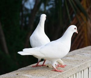 Preview wallpaper pigeons, birds, couple, white