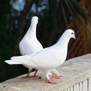 Preview wallpaper pigeons, birds, couple, white