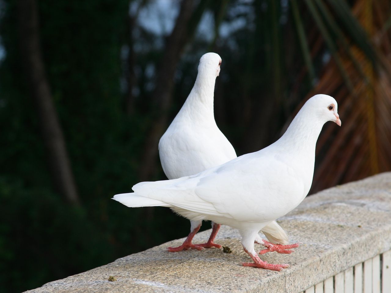 Download wallpaper 1280x960 pigeons, birds, couple, white standard 4:3 hd  background