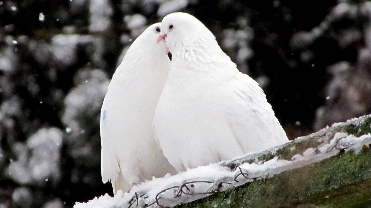 Wallpaper pigeons, birds, feathers, snow