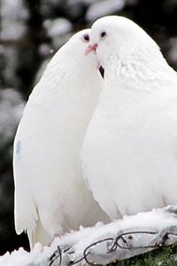 Preview wallpaper pigeons, birds, feathers, snow