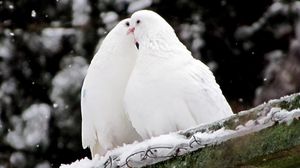 Pigeons full hd, hdtv, fhd, 1080p wallpapers hd, desktop backgrounds  1920x1080, images and pictures