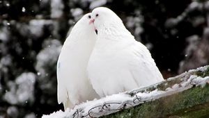 Preview wallpaper pigeons, birds, feathers, snow