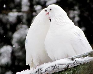 Preview wallpaper pigeons, birds, feathers, snow