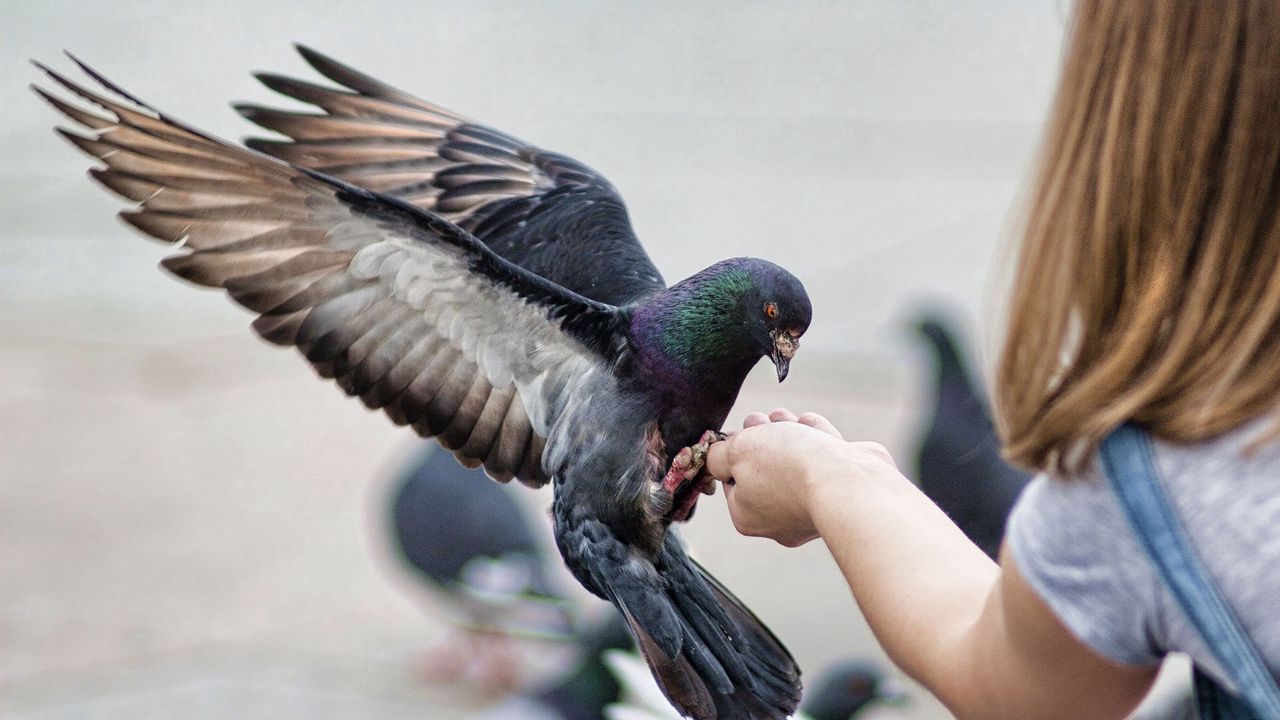Wallpaper pigeons, birds, feeding, stroke