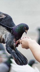Preview wallpaper pigeons, birds, feeding, stroke