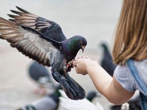 Preview wallpaper pigeons, birds, feeding, stroke