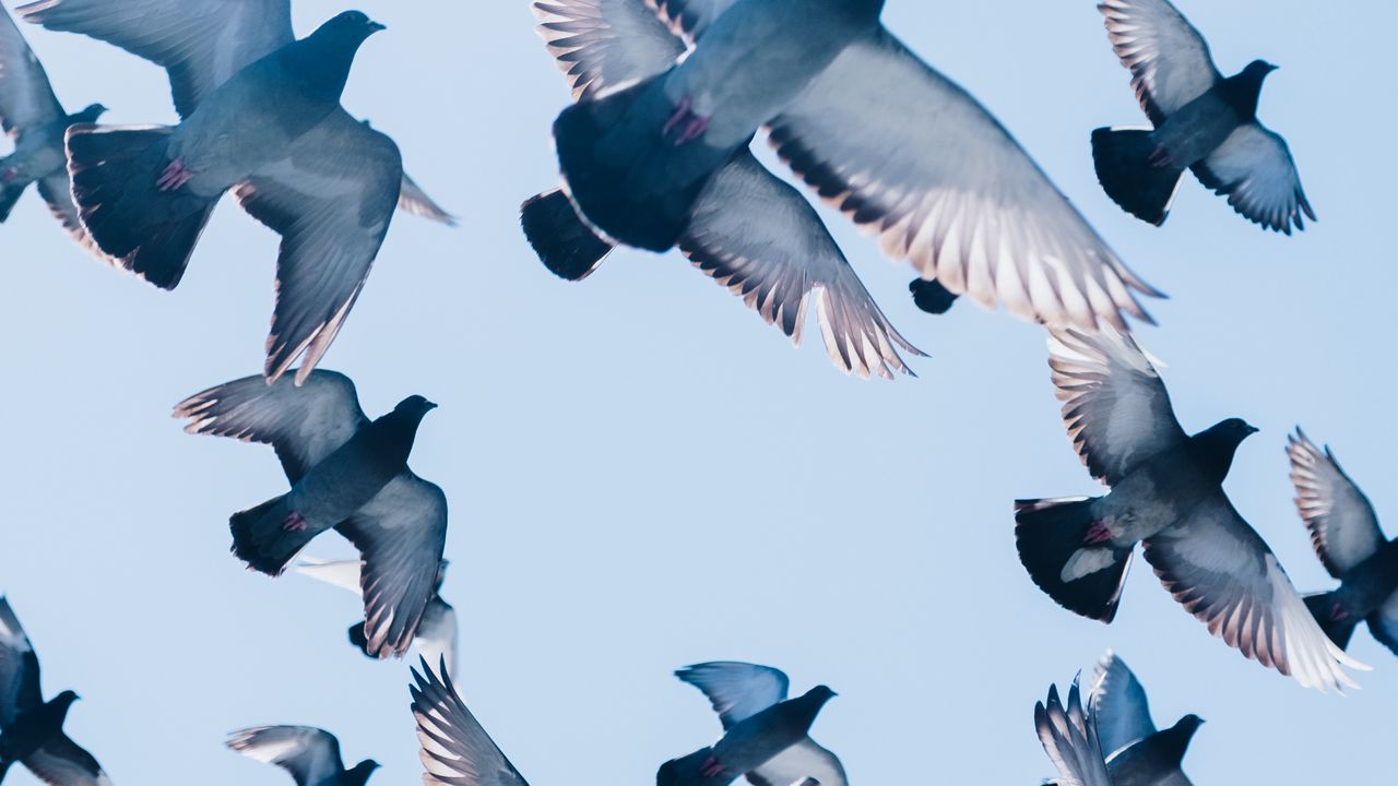 Wallpaper pigeons, birds, flight, sky
