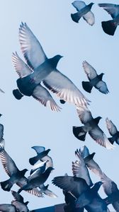 Preview wallpaper pigeons, birds, flight, sky
