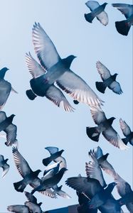 Preview wallpaper pigeons, birds, flight, sky