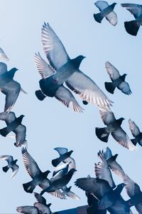 Preview wallpaper pigeons, birds, flight, sky