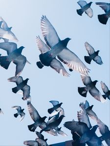 Pigeons old mobile, cell phone, smartphone wallpapers hd, desktop  backgrounds 240x320, images and pictures