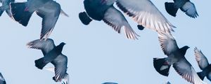 Preview wallpaper pigeons, birds, flight, sky