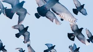 Preview wallpaper pigeons, birds, flight, sky