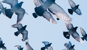 Preview wallpaper pigeons, birds, flight, sky