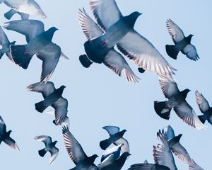 Preview wallpaper pigeons, birds, flight, sky