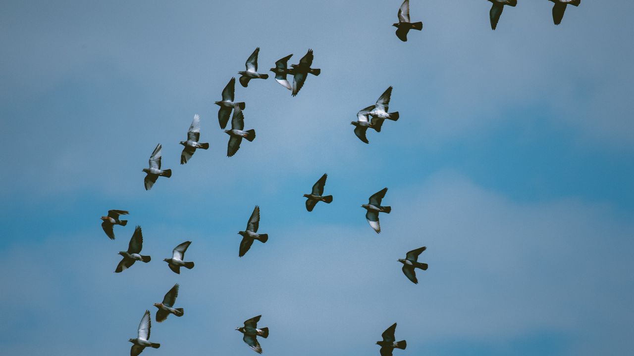 Wallpaper pigeons, birds, flock, sky