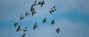 Preview wallpaper pigeons, birds, flock, sky