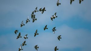 Preview wallpaper pigeons, birds, flock, sky