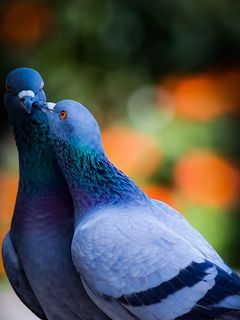 Download wallpaper 240x320 pigeons, birds, love, kiss old mobile, cell  phone, smartphone hd background