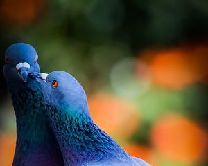 Preview wallpaper pigeons, birds, love, kiss