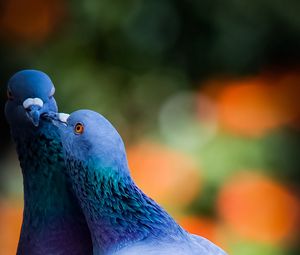 Preview wallpaper pigeons, birds, love, kiss
