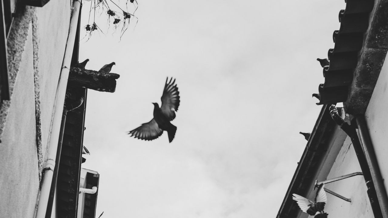 Wallpaper pigeons, birds, silhouettes, buildings, bw