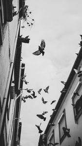 Preview wallpaper pigeons, birds, silhouettes, buildings, bw