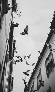 Preview wallpaper pigeons, birds, silhouettes, buildings, bw