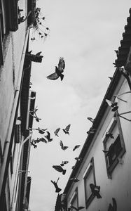 Preview wallpaper pigeons, birds, silhouettes, buildings, bw