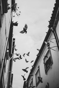 Preview wallpaper pigeons, birds, silhouettes, buildings, bw