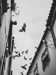 Preview wallpaper pigeons, birds, silhouettes, buildings, bw