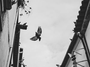 Preview wallpaper pigeons, birds, silhouettes, buildings, bw