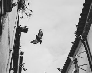 Preview wallpaper pigeons, birds, silhouettes, buildings, bw