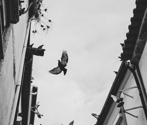 Preview wallpaper pigeons, birds, silhouettes, buildings, bw