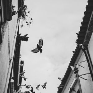 Preview wallpaper pigeons, birds, silhouettes, buildings, bw