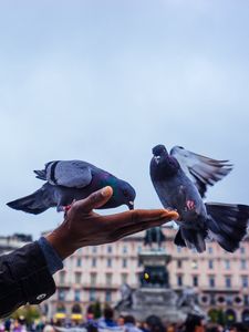 Preview wallpaper pigeons, feeding, hand