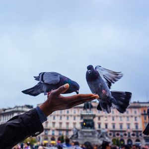 Preview wallpaper pigeons, feeding, hand