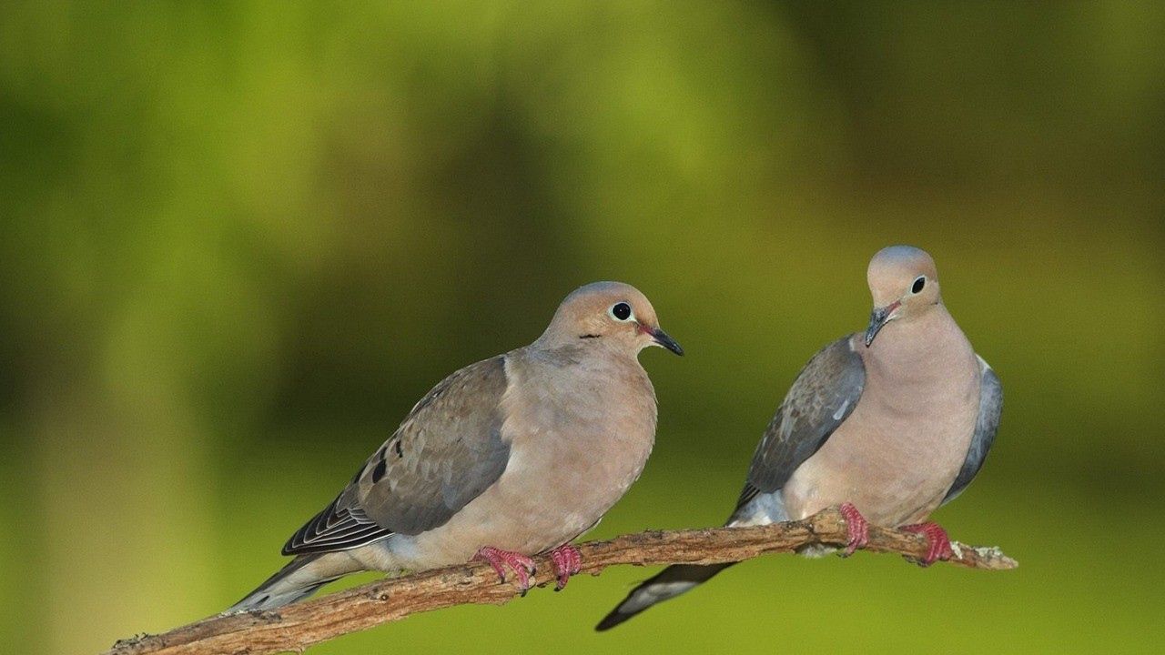 Wallpaper pigeons, grass, branch, blurring