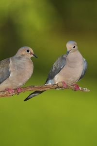 Preview wallpaper pigeons, grass, branch, blurring