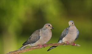 Preview wallpaper pigeons, grass, branch, blurring