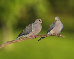 Preview wallpaper pigeons, grass, branch, blurring