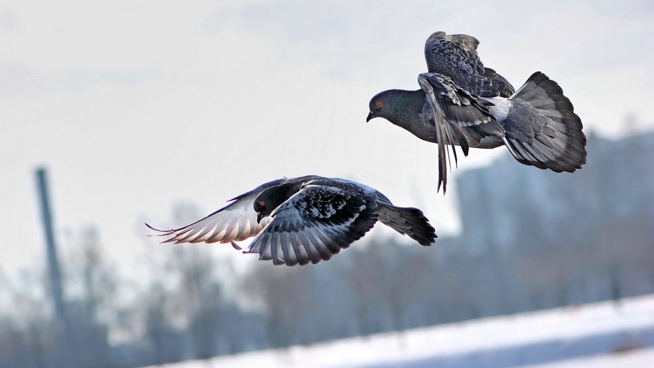 Wallpaper pigeons, winter, birds, flying