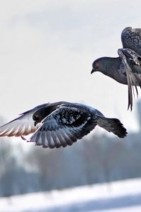 Preview wallpaper pigeons, winter, birds, flying