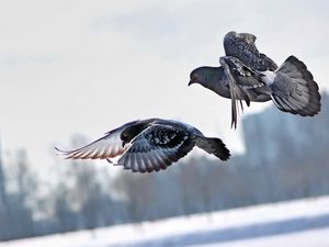 Preview wallpaper pigeons, winter, birds, flying