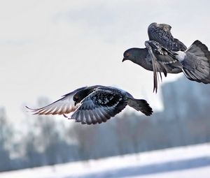 Preview wallpaper pigeons, winter, birds, flying