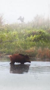 Preview wallpaper pigs, animal, river, shore, fog, three, grass